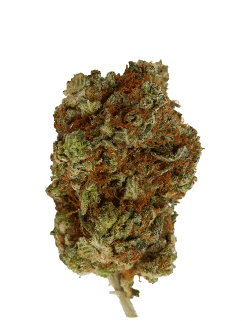 Big Bomb van Bomb Seeds