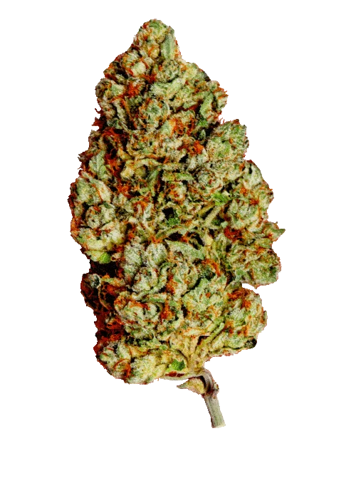 Cherry Bomb van Bomb Seeds
