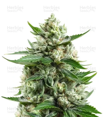 Medi Bomb #1 van Bomb Seeds