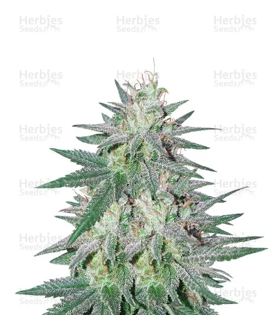 Killer Purps van Bomb Seeds