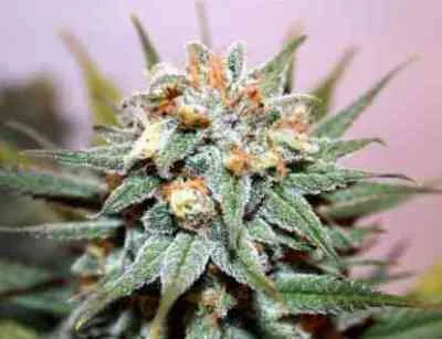 Hash Bomb van Bomb Seeds