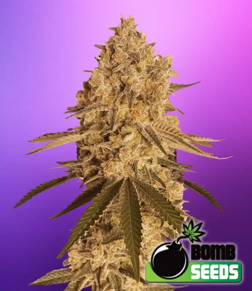 Baked Bomb van Bomb Seeds