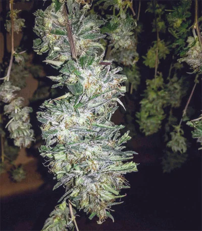 Killer Purps van Bomb Seeds