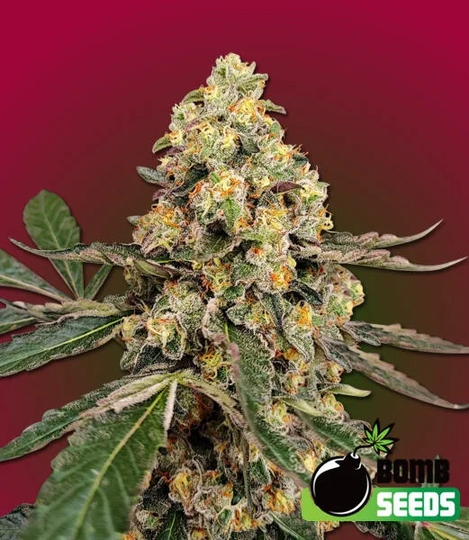 THC Fritters van Bomb Seeds