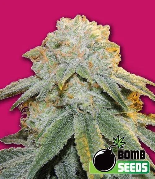 Bubble Bomb van Bomb Seeds