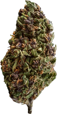 THC Bomb van Bomb Seeds