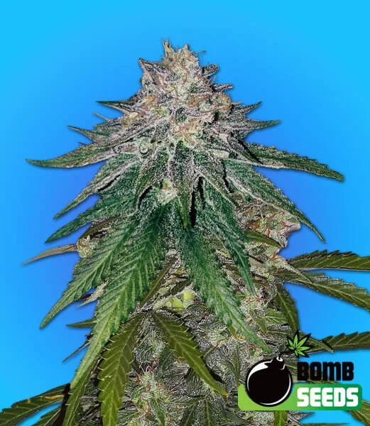 Zkittlez Gum Bomb van Bomb Seeds