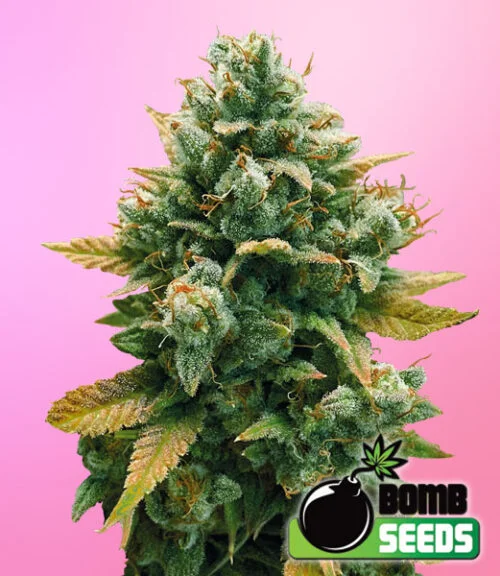 Godfather Bomb van Bomb Seeds