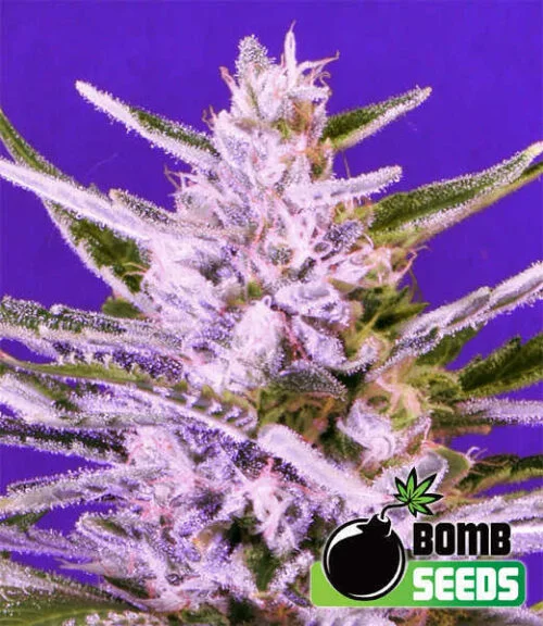 Ice Bomb van Bomb Seeds