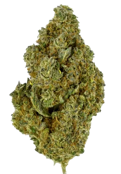 Gorilla Bomb van Bomb Seeds
