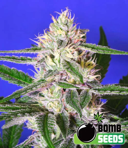 Edam Bomb van Bomb Seeds