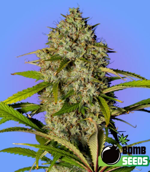 Blue Dream Bomb van Bomb Seeds