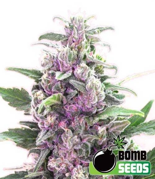 THC Bomb van Bomb Seeds