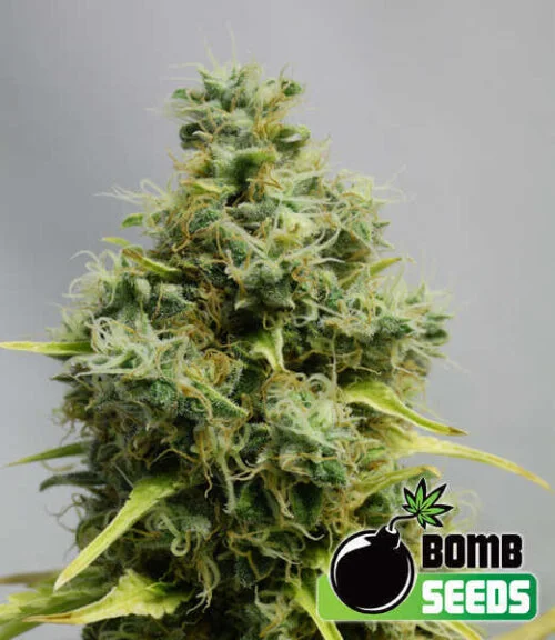 Big Bomb van Bomb Seeds