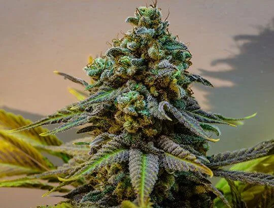 Cinderella 99 van Brothers Grimm Seeds