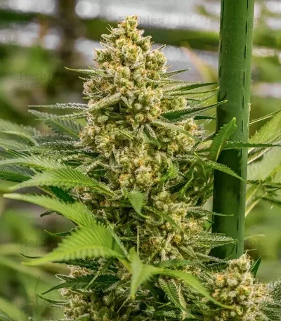 Princess Haze XX van Brothers Grimm Seeds