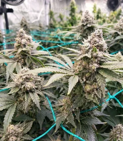 Grimm Glue van Brothers Grimm Seeds