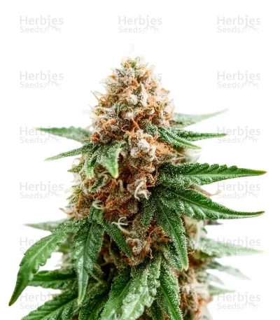 Grimm Glue van Brothers Grimm Seeds