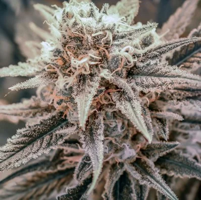 Killer Queen XX van Brothers Grimm Seeds