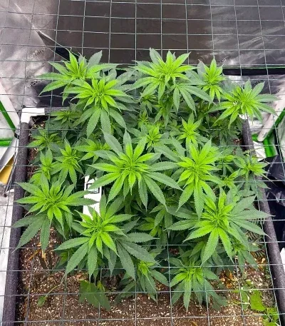 G13 Genius van Brothers Grimm Seeds