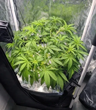 Grimm Glue van Brothers Grimm Seeds