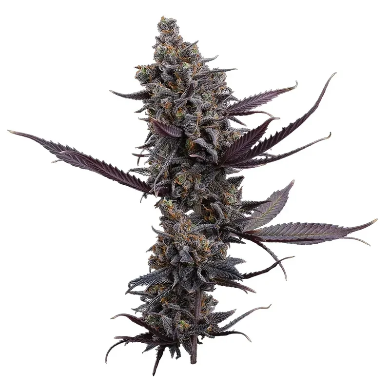 Cinderella Pineapple XX van Brothers Grimm Seeds