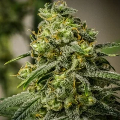 Rosetta Stone XX van Brothers Grimm Seeds