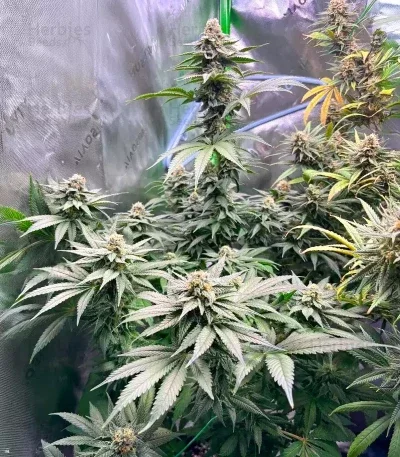 G13 Genius van Brothers Grimm Seeds