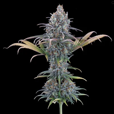 Cinderella Purple van Brothers Grimm Seeds