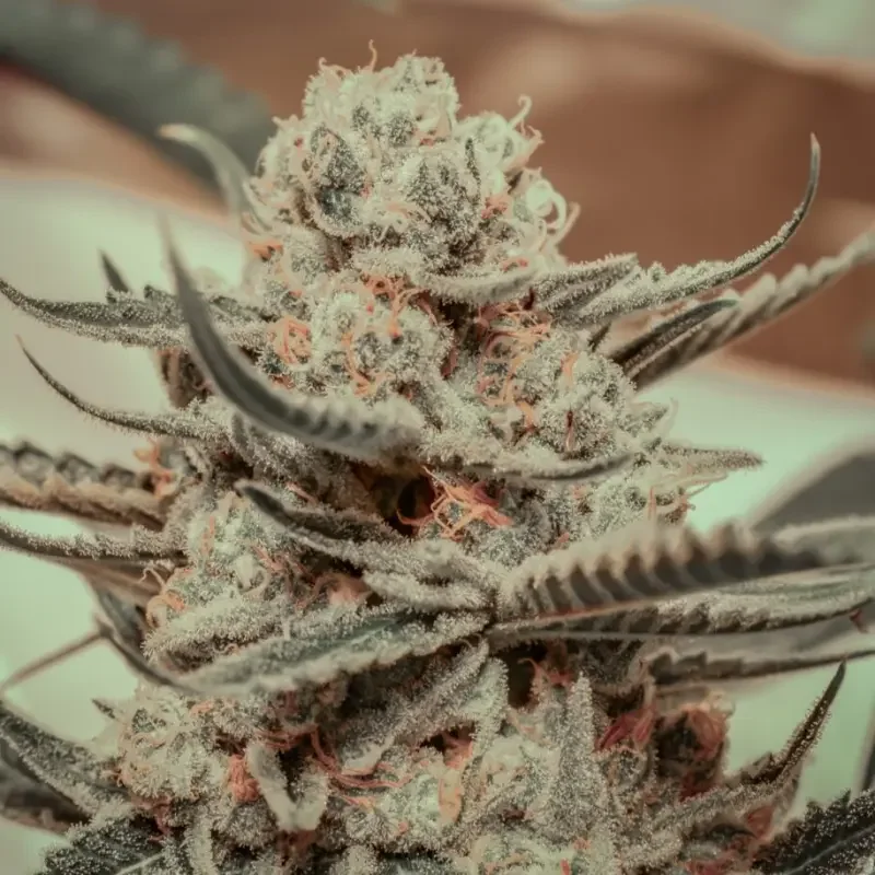 Killer Queen XX van Brothers Grimm Seeds