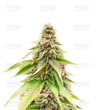 G13 Genius van Brothers Grimm Seeds