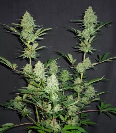 Princess Haze XX van Brothers Grimm Seeds
