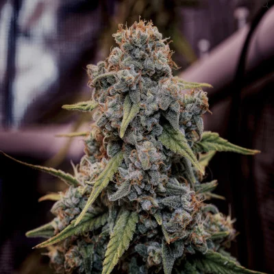 Genius Juice van Brothers Grimm Seeds