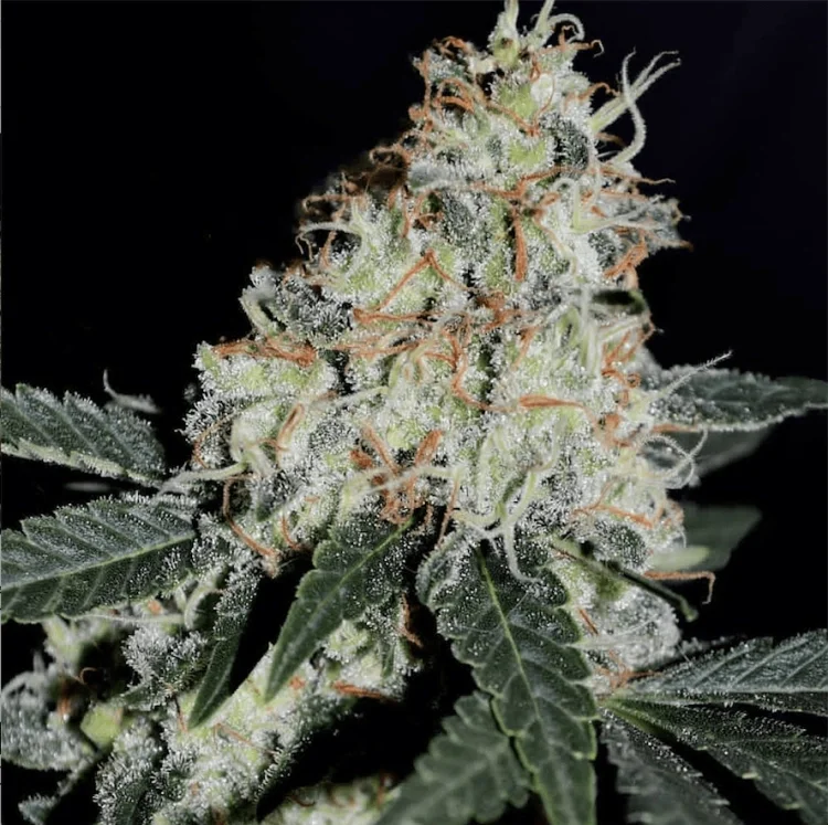 Stardawg van BSB Genetics