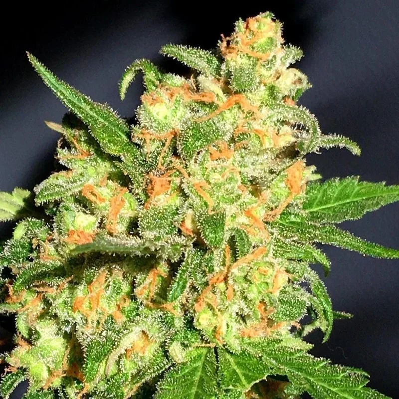 B-S-B Bruce Banner van BSB Genetics