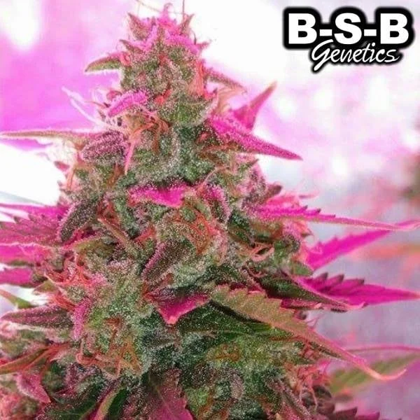 Sweet Tooth van BSB Genetics