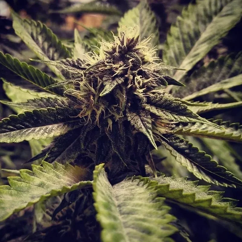 Cali Cherry Pie van BSB Genetics