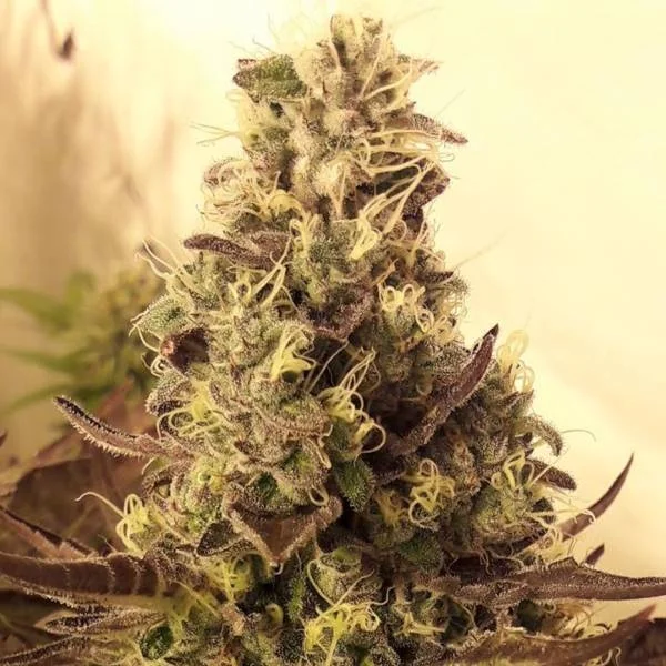 Cali Cookies van BSB Genetics