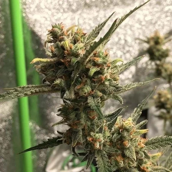 Gorilla Glue #4 van BSB Genetics