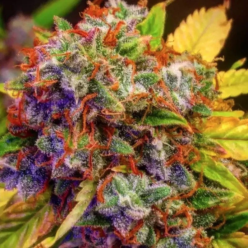 Diablo XL van BSB Genetics