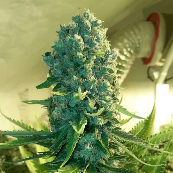 Cali Dream van BSB Genetics