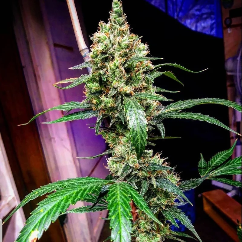 Mandarine Dream XL van BSB Genetics