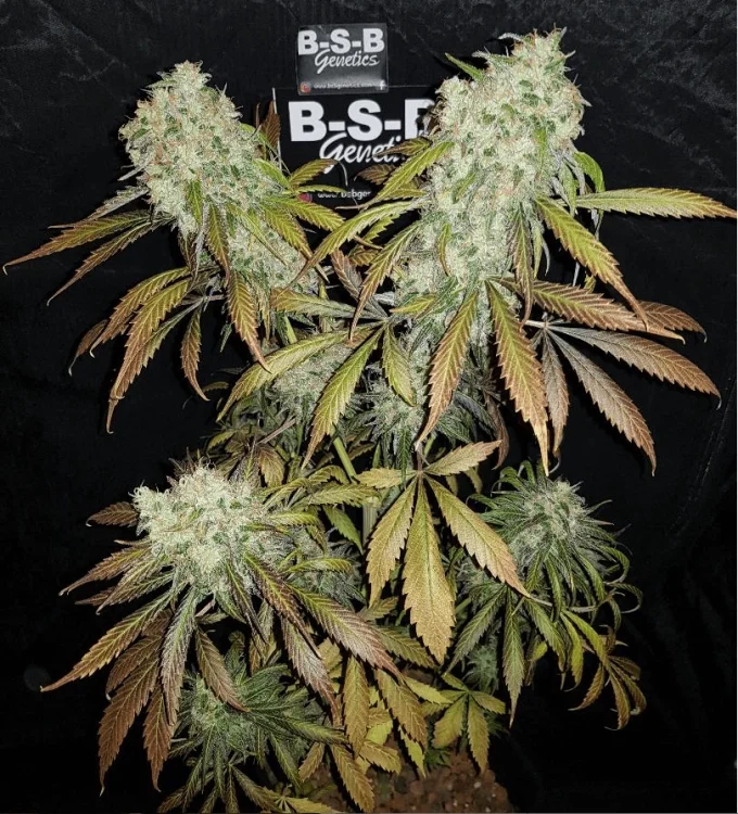 Banana Kush van BSB Genetics