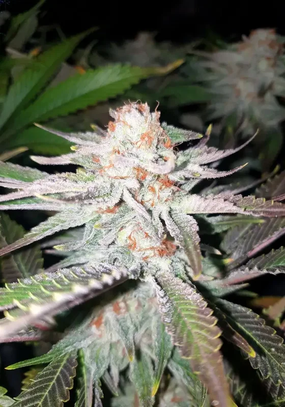 Rainbow Glue van BSB Genetics
