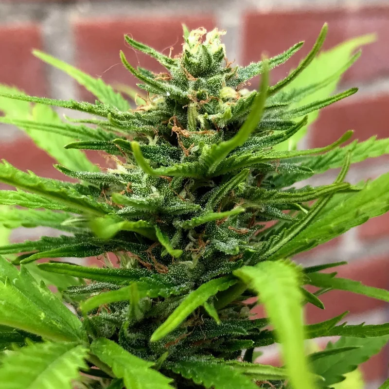 Anthrax van BSB Genetics