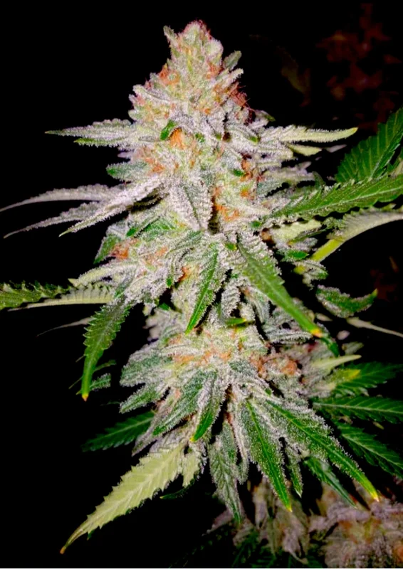 Zkittles van BSB Genetics