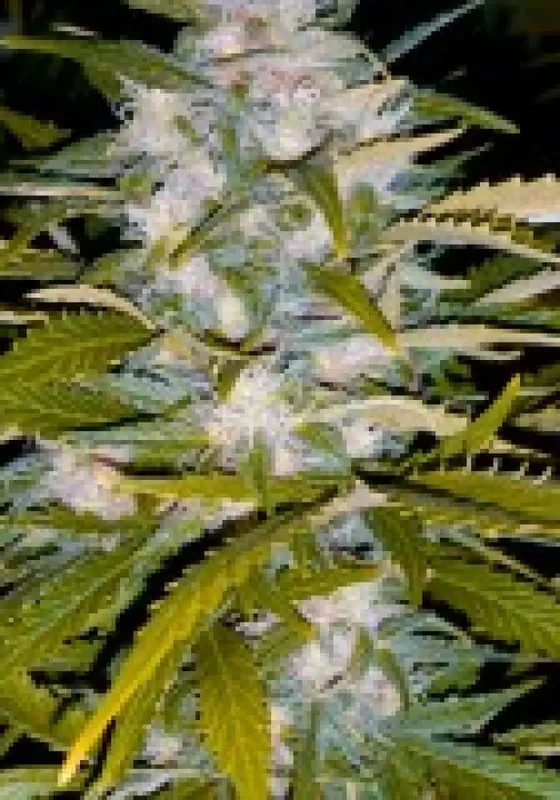 Critical + van BSB Genetics