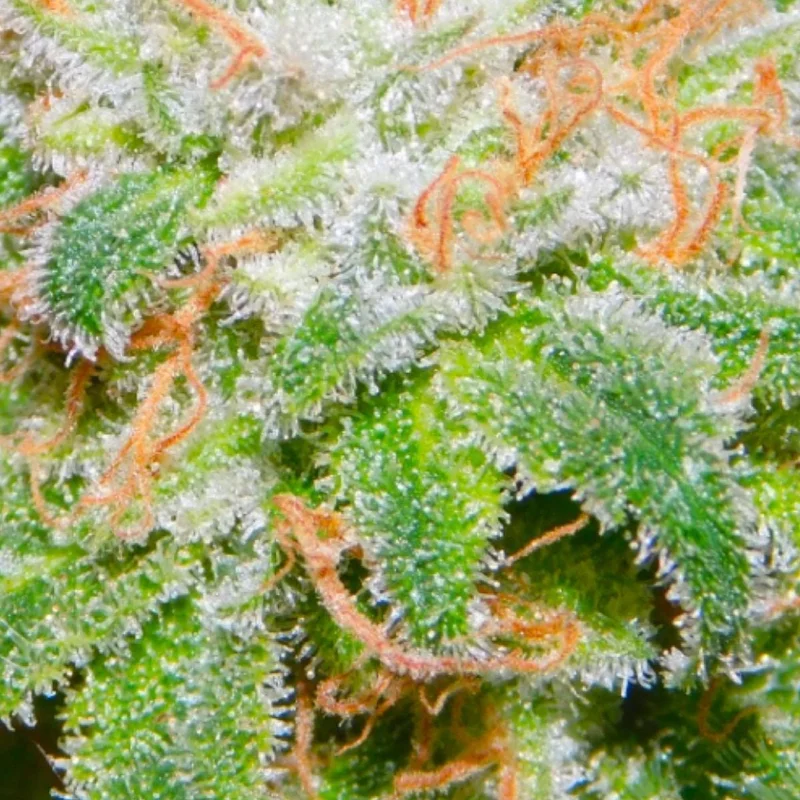 The Runtz van BSB Genetics