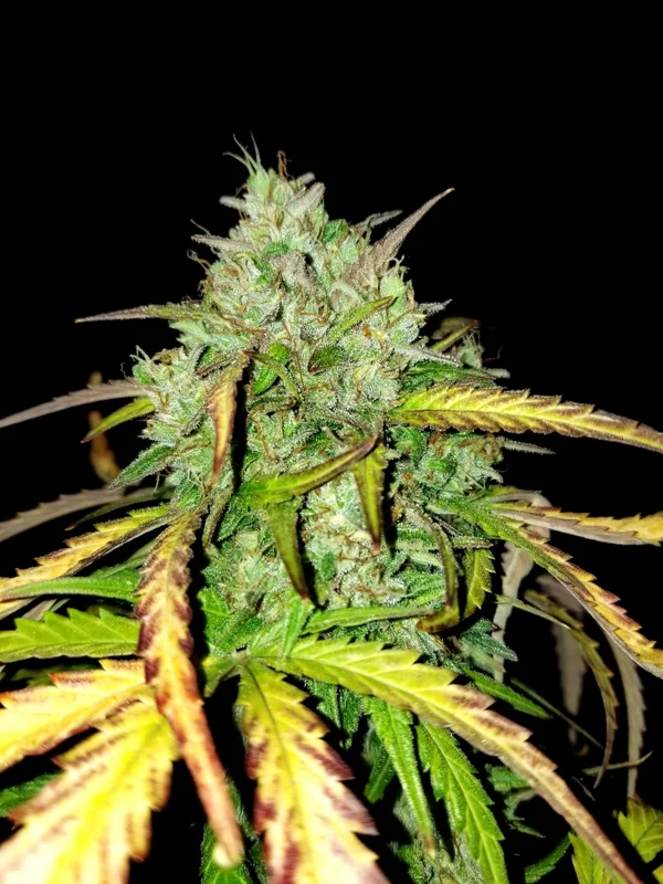 Girl Scout Cookies van BSB Genetics