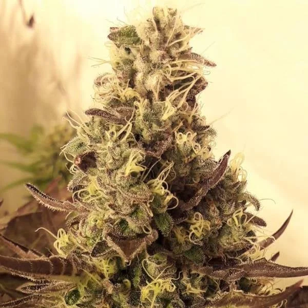 Cali Cookies van BSB Genetics